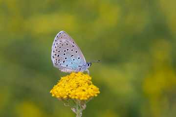 blue butterfly perched on yellow flower, Phengaris arion