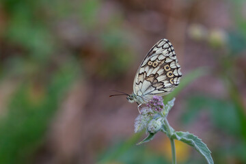 large butterfly feeding on flower, Syrian Marbled White, Melanargia syriaca