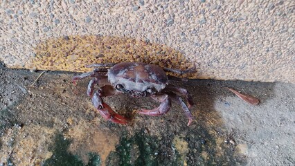crab on the beach