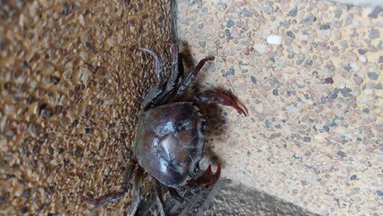 crab on the beach