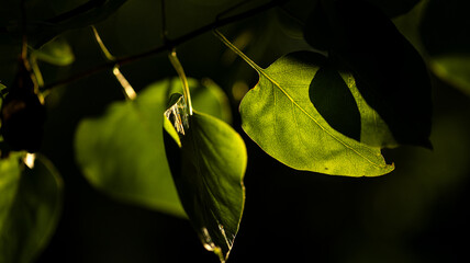 Dappled sunlight filtering through green leaves creates a serene atmosphere in nature