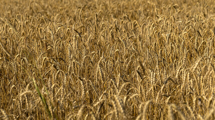 A Beautifully Prepared Golden Wheat Field That Is Ready for Harvesting This Season Ahead