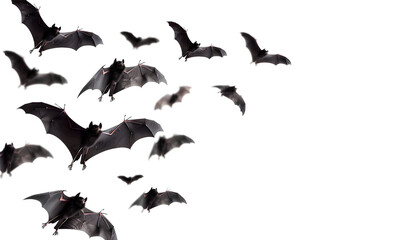 Fototapeta premium flying flock of black bats, isolated on transparent background, halloween concept