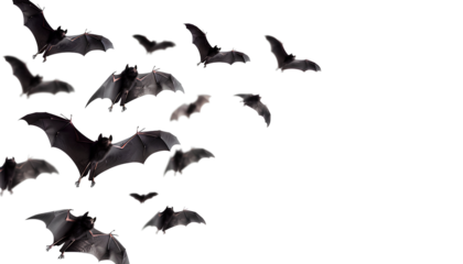 flying flock of black bats, isolated on transparent background, halloween concept