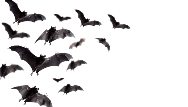 flying flock of black bats, isolated on transparent background, halloween concept