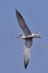 Obraz premium Common Tern, (Sterna hirundo), adult, summer-plumage, in flight, Cambridgeshire, England, UK.