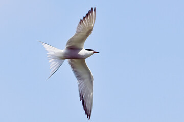 Fototapeta premium Common Tern, (Sterna hirundo), adult, summer-plumage, in flight, Cambridgeshire, England, UK.