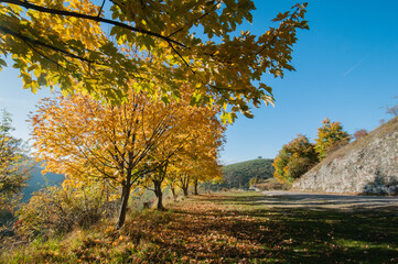 autumn trees in the parkWhat are rows of trees for?
It performs a shading and windbreak function. In the best conditions it is assumed that wood can be obtained for construction purposes, but in any c