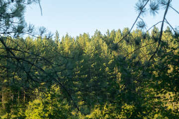 Fototapeta premium Pine tree forest on a sunny day in nature
