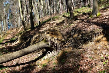 Obraz premium Fallen tree trunks with roots in the forest on a steep hill