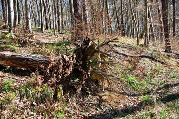 Fallen tree trunks with roots in the forest on a steep hill