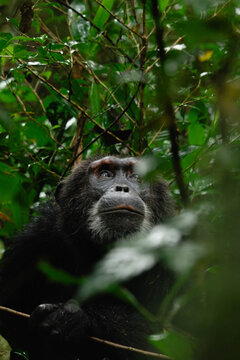 Chimpanzee sitting in the ugandan rainforest