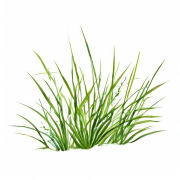 the AI Image Generator, Nutsedge with a white background,