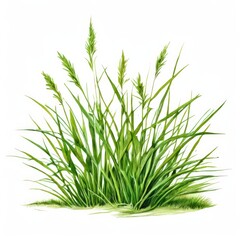 Obraz premium the AI Image Generator, Nutsedge with a white background,