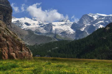Obraz premium Pian di Verra inferiore , spplendida radura fiorita,con vista sul Monte Rosa,in valle d'Ayas