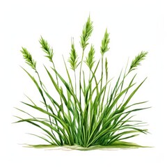 Fototapeta premium the AI Image Generator, Nutsedge with a white background,