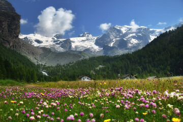 Obraz premium Pian di Verra inferiore , spplendida radura fiorita,con vista sul Monte Rosa,in valle d'Ayas