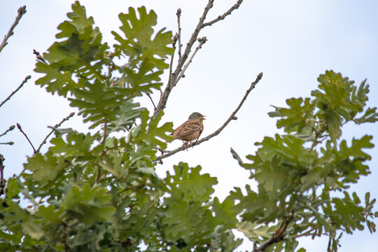 Ortolan Bunting (Emberiza hortulana) perched on the branch of an oak tree. Bird, animal.