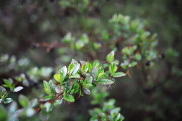 Close-up of Dew-covered Green Leaves on a Branch in a Lush Forest
