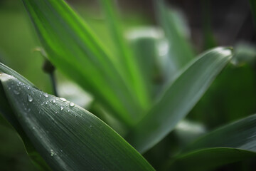 Close-up of Dew on Green Leaves in Natural Garden Setting