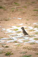 Sparrow. Bird, animal. Sparrow (Passer domesticus) on the ground. Ornithology.