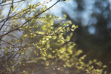 Springtime Blossoms on Tree Branch with Sunlit Background in Nature