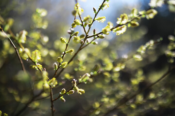 Springtime Blooming: Close-Up of Fresh Green Buds on Tree Branches