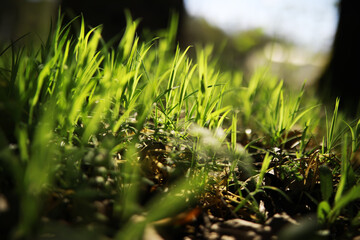 Close-Up of Vibrant Green Grass Blades in Sunlight at Forest Edge