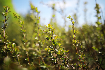 Sunlit Green Shrub Branches in a Natural Outdoor Setting with Blue Sky Background