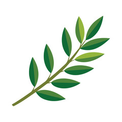 Illustration of olive leaf on white
