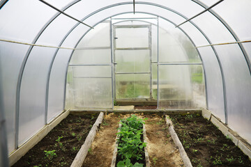 Modern Greenhouse with Vegetables Growing in Raised Beds Inside Polycarbonate Structure