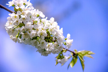 Cherry blossom branch in the garden in spring
