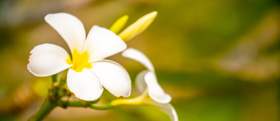 Plumeria flower on a tree. White tropical frangipani flower. Tropical landscape of beautiful plants and flowers.