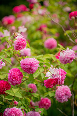 Fototapeta premium nice roses in the garden