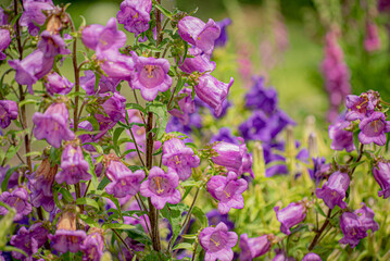 bluebell flowers in the garden