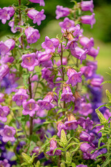 bluebell flowers in the garden