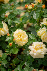 nice  roses in the garden