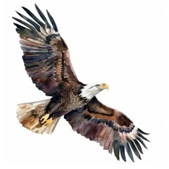 Obraz premium Watercolor painting of a strong eagle in flight, on isolated white background, Generative AI
