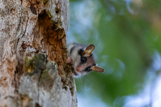 Eliomys quercinus. Common dormouse climbing the trunk of an oak tree.