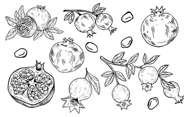 Graphics vector botanical black and white set with pomegranate and leaves. Pomegranate fruits in a section. Branch of the pomegranates
