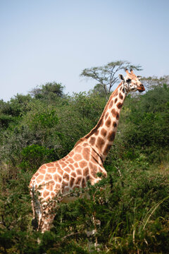 Close up of giraffes on a ugandan safari