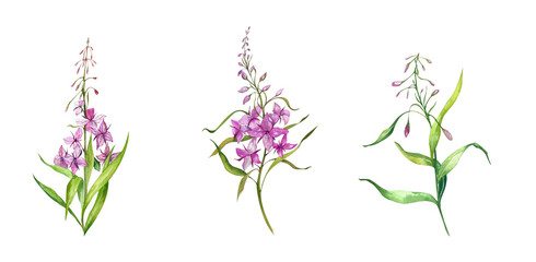 Fireweed Flowers. Blooming Sally. Set. Watercolor Sketch Illustration. Wild Plants. Design Elements for Tea Products, Postcards, Home Kitchen Textiles