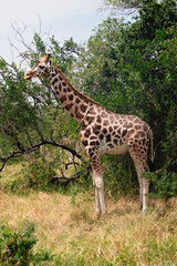 Close up of giraffes on a ugandan safari