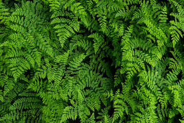 Close-up of green ferns leaves in the forest, natural vegetation fern pattern background