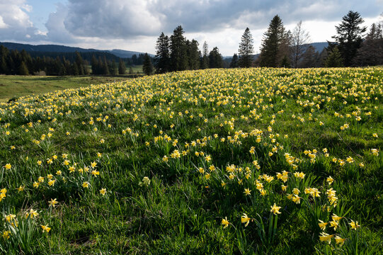 Prairie de montagne et jonquilles en fleurs, Jura, France
