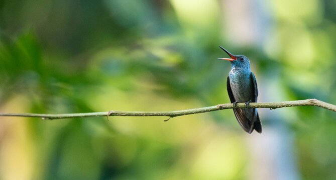 Ariane versicolore., Amazilia versicolor, colibri, Argentine
