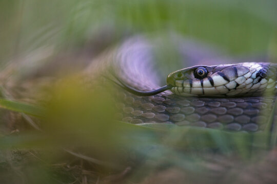Couleuvre &agrave; collier, Natrix natrix, Serpent.