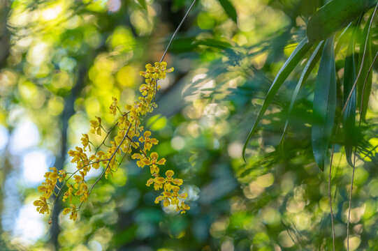 Orchid&eacute;e &eacute;piphyte en fleur, for&ecirc;t tropicale, San Rafael, Paraguay
