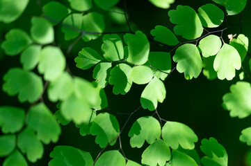 Adiantum raddianum,  cheveux de jeune fille, Cheveux de Vénus, fougère, Paraguay