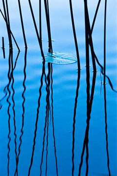 N&eacute;nuphars, nymphea, dans le lac de Maclu, Jura